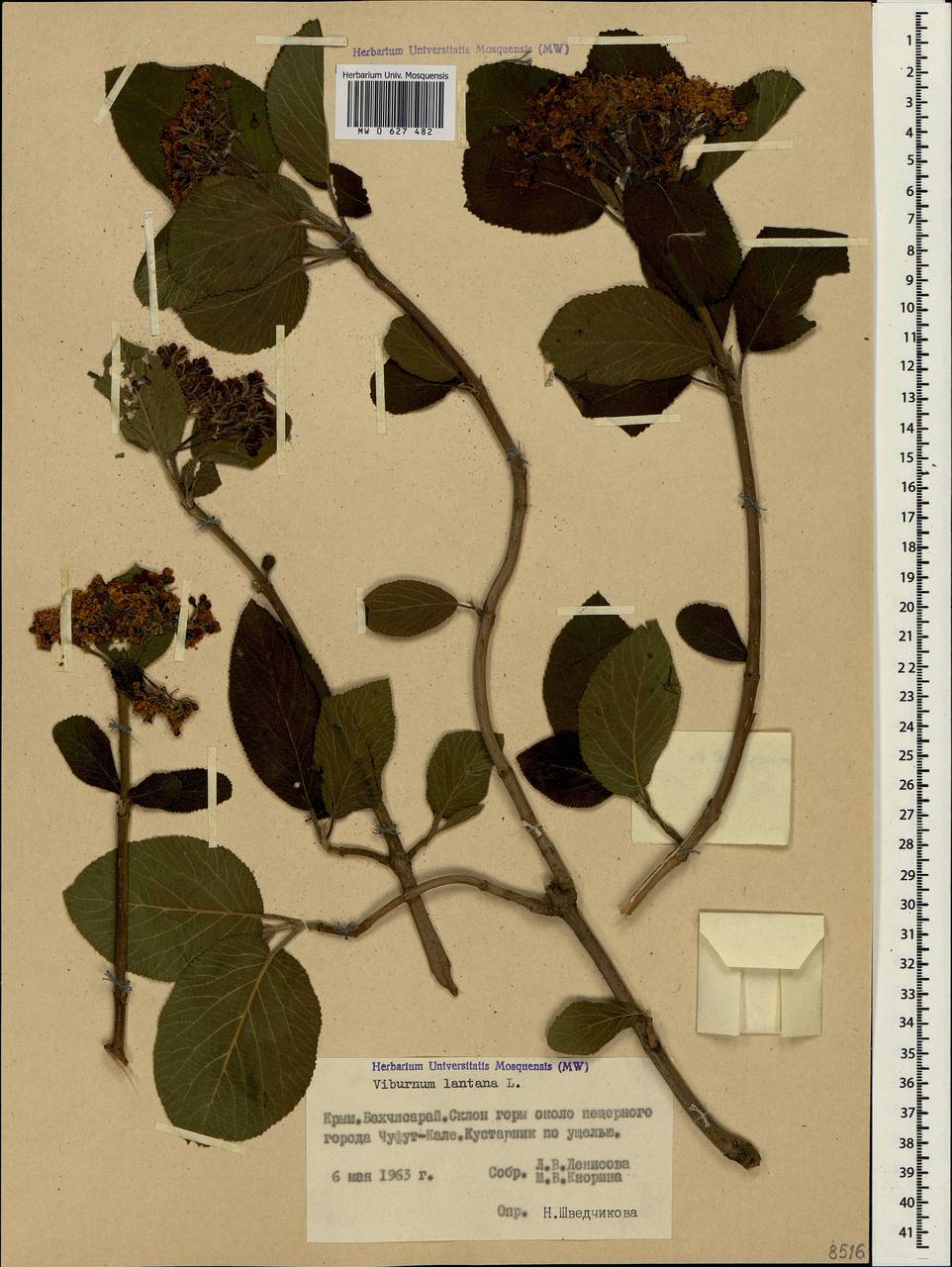 Viburnum lantana L., Crimea (KRYM) (Russia)
