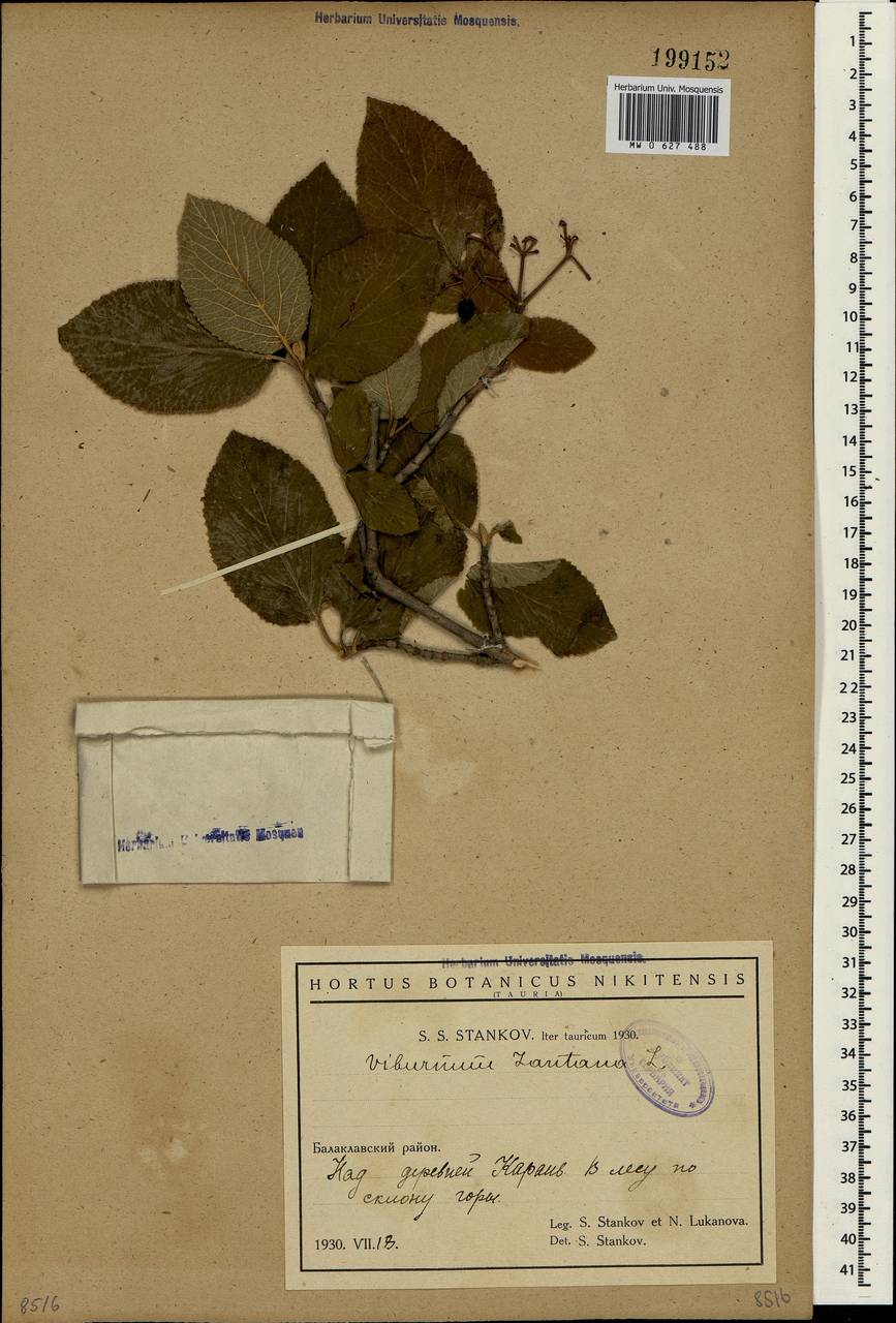 Viburnum lantana L., Crimea (KRYM) (Russia)