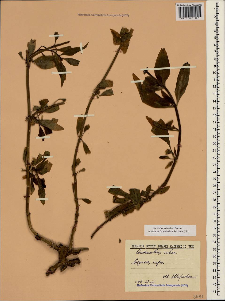 Centranthus ruber (L.) DC., Crimea (KRYM) (Russia)