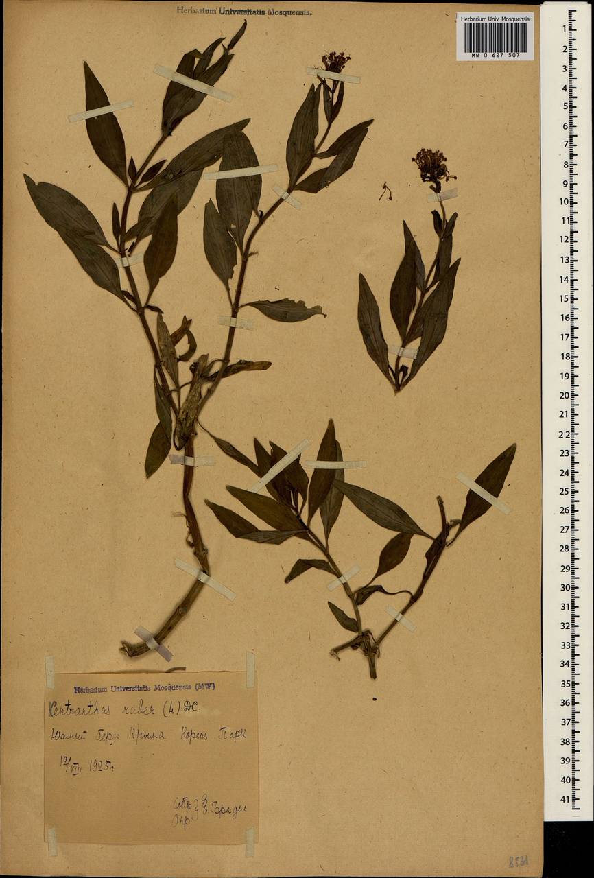 Centranthus ruber (L.) DC., Crimea (KRYM) (Russia)