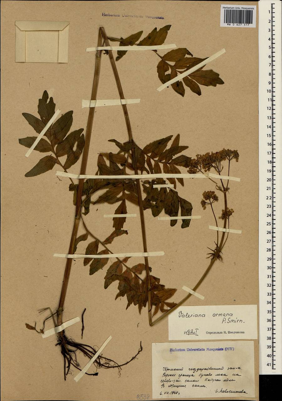 Valeriana grossheimii Vorosch., Crimea (KRYM) (Russia)