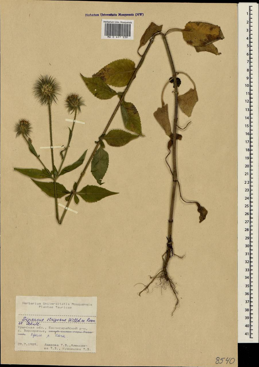 Dipsacus strigosus Willd., Crimea (KRYM) (Russia)