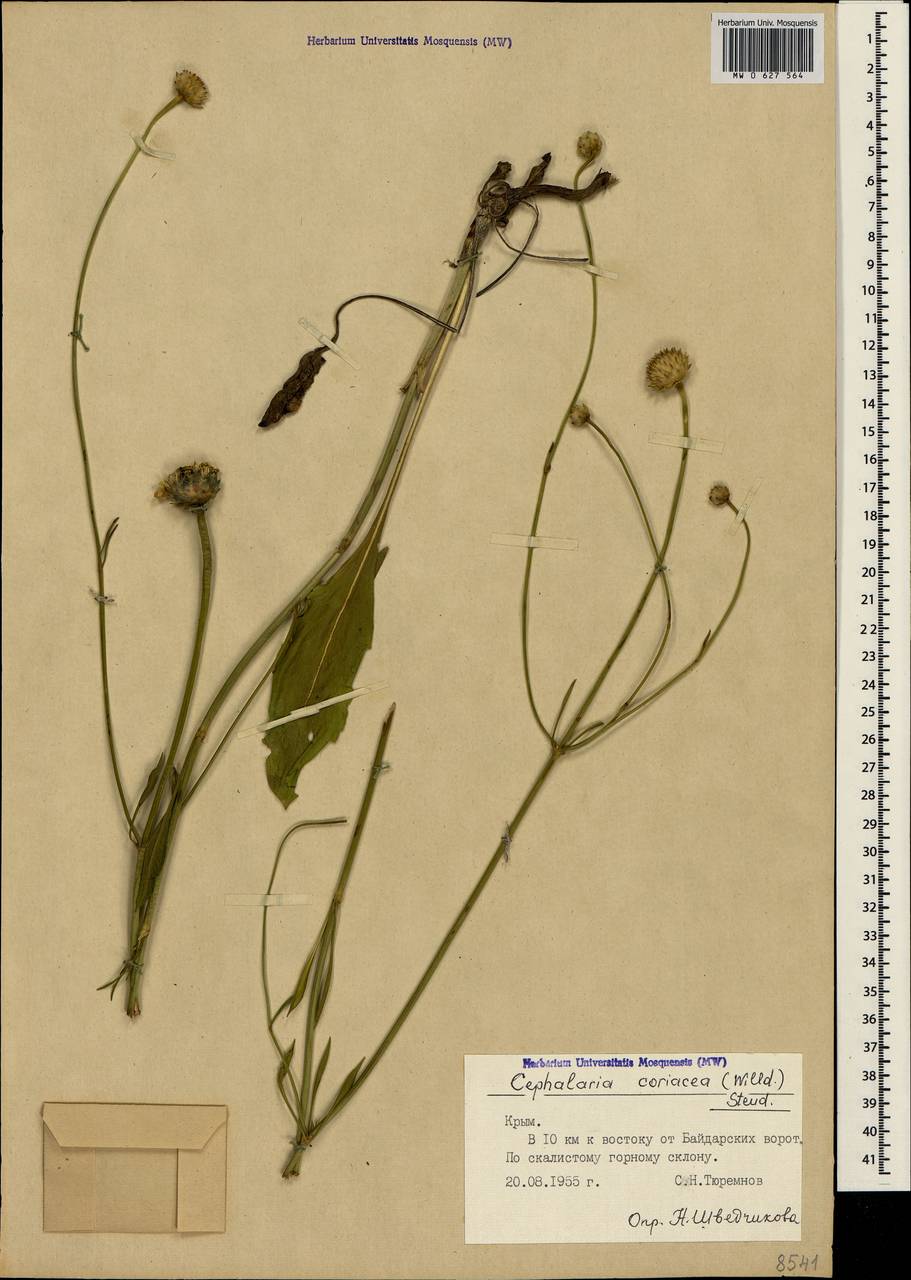 Cephalaria coriacea (Willd.) Roem. & Schult. ex Steud., Crimea (KRYM) (Russia)