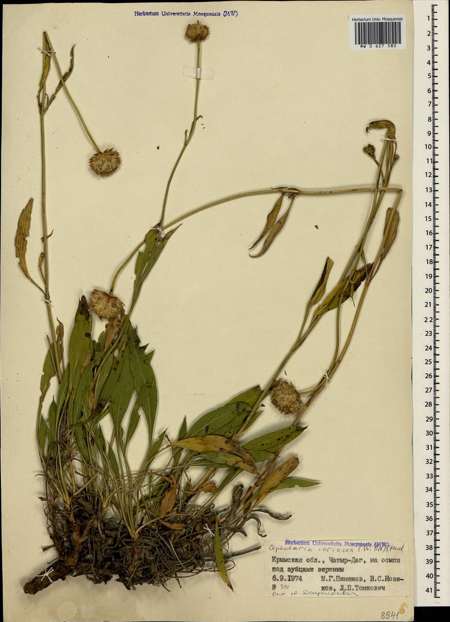 Cephalaria coriacea (Willd.) Roem. & Schult. ex Steud., Crimea (KRYM) (Russia)