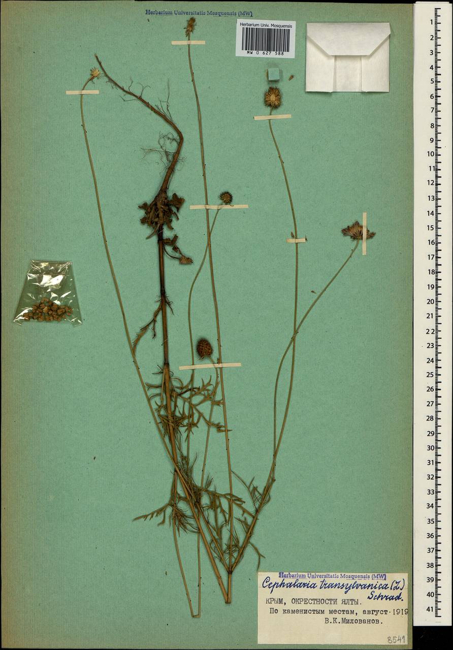 Cephalaria transsylvanica (L.) Schrad. ex Roem. & Schult., Crimea (KRYM) (Russia)