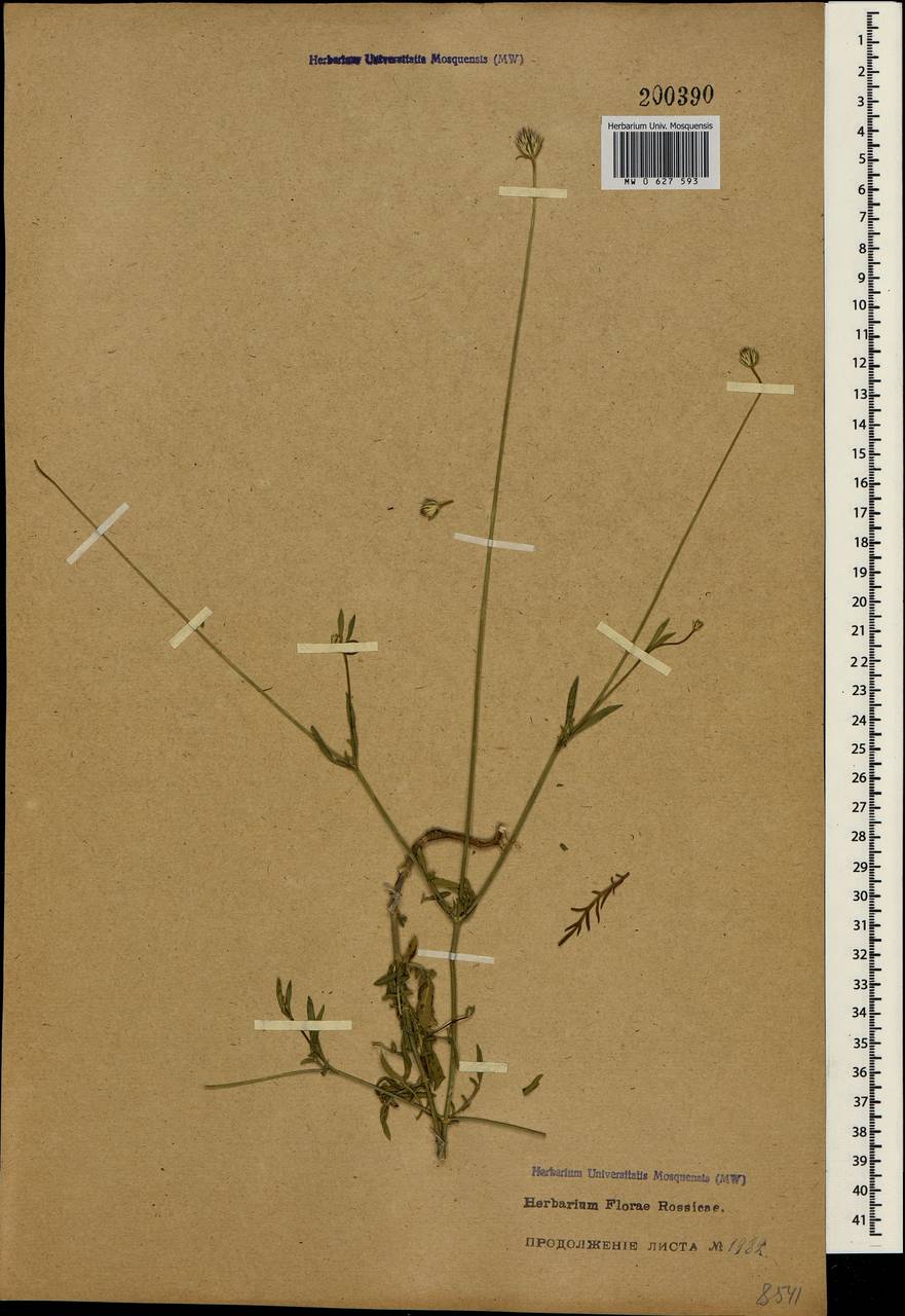 Cephalaria transsylvanica (L.) Schrad. ex Roem. & Schult., Crimea (KRYM) (Russia)