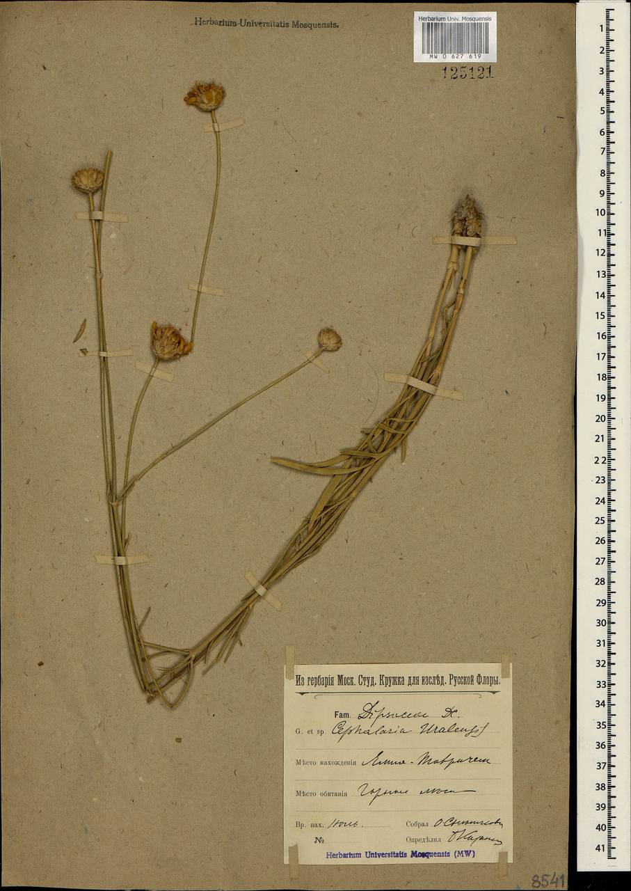 Cephalaria uralensis (Murray) Roem. & Schult., Crimea (KRYM) (Russia)