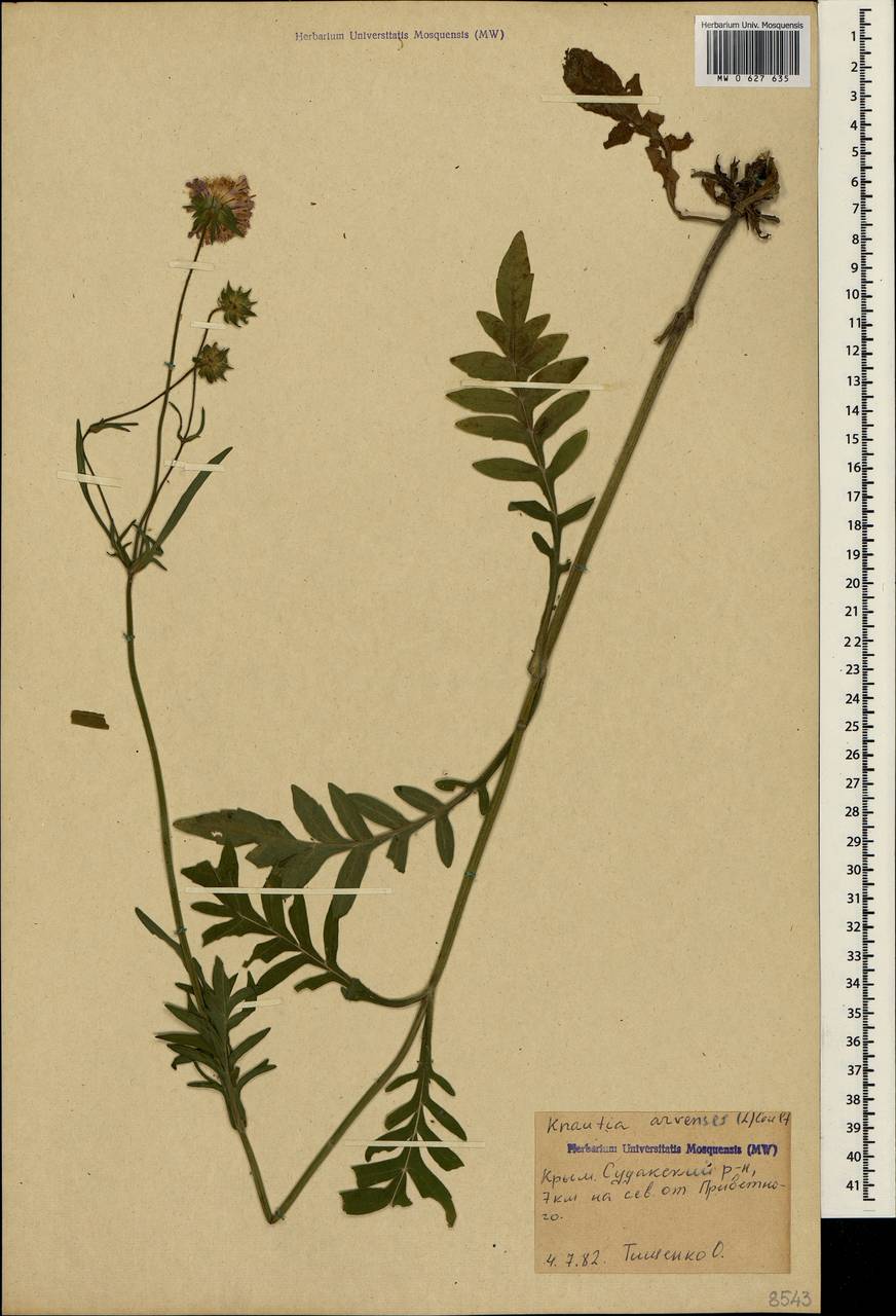 Knautia arvensis (L.) Coult., Crimea (KRYM) (Russia)