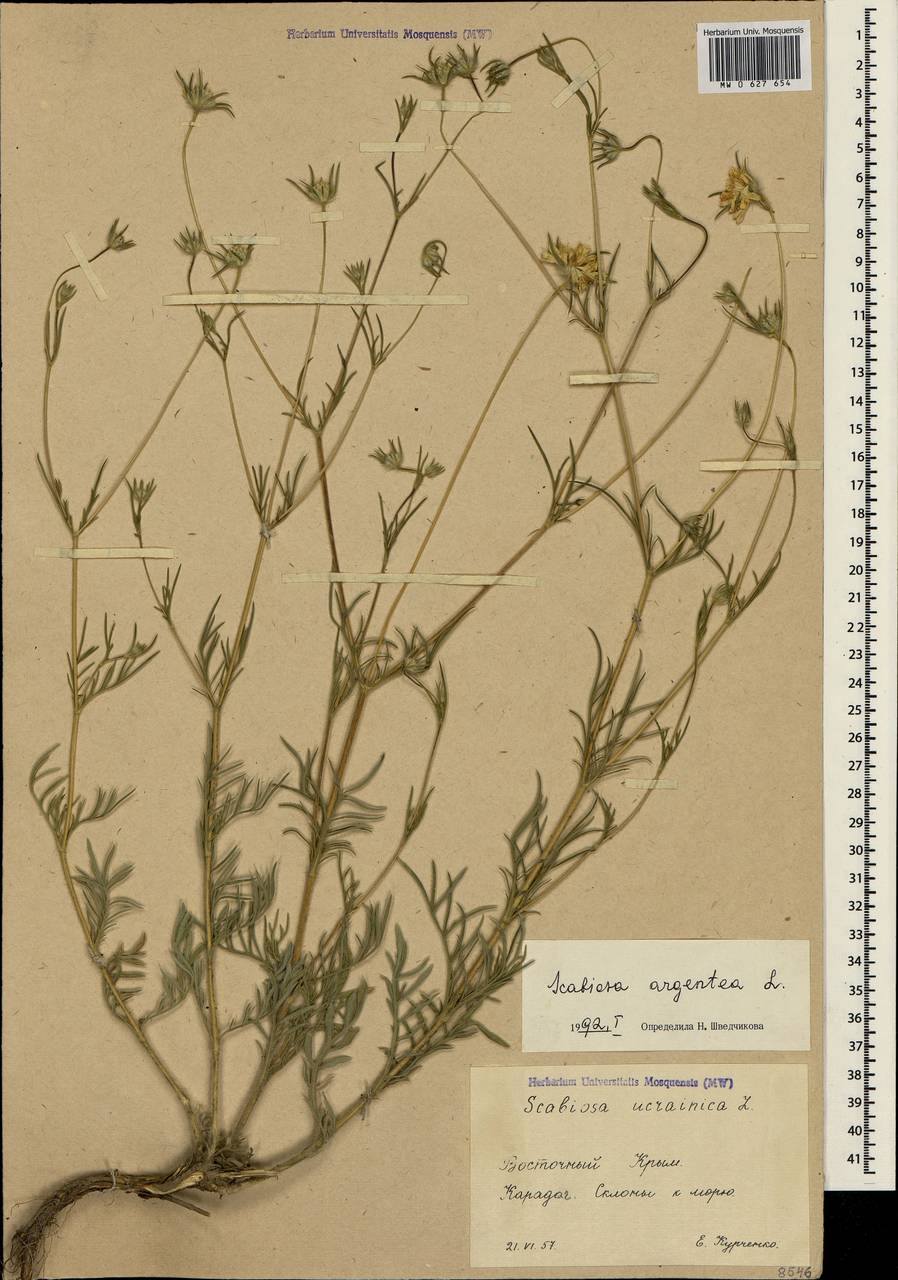 Lomelosia argentea (L.) Greuter & Burdet, Crimea (KRYM) (Russia)