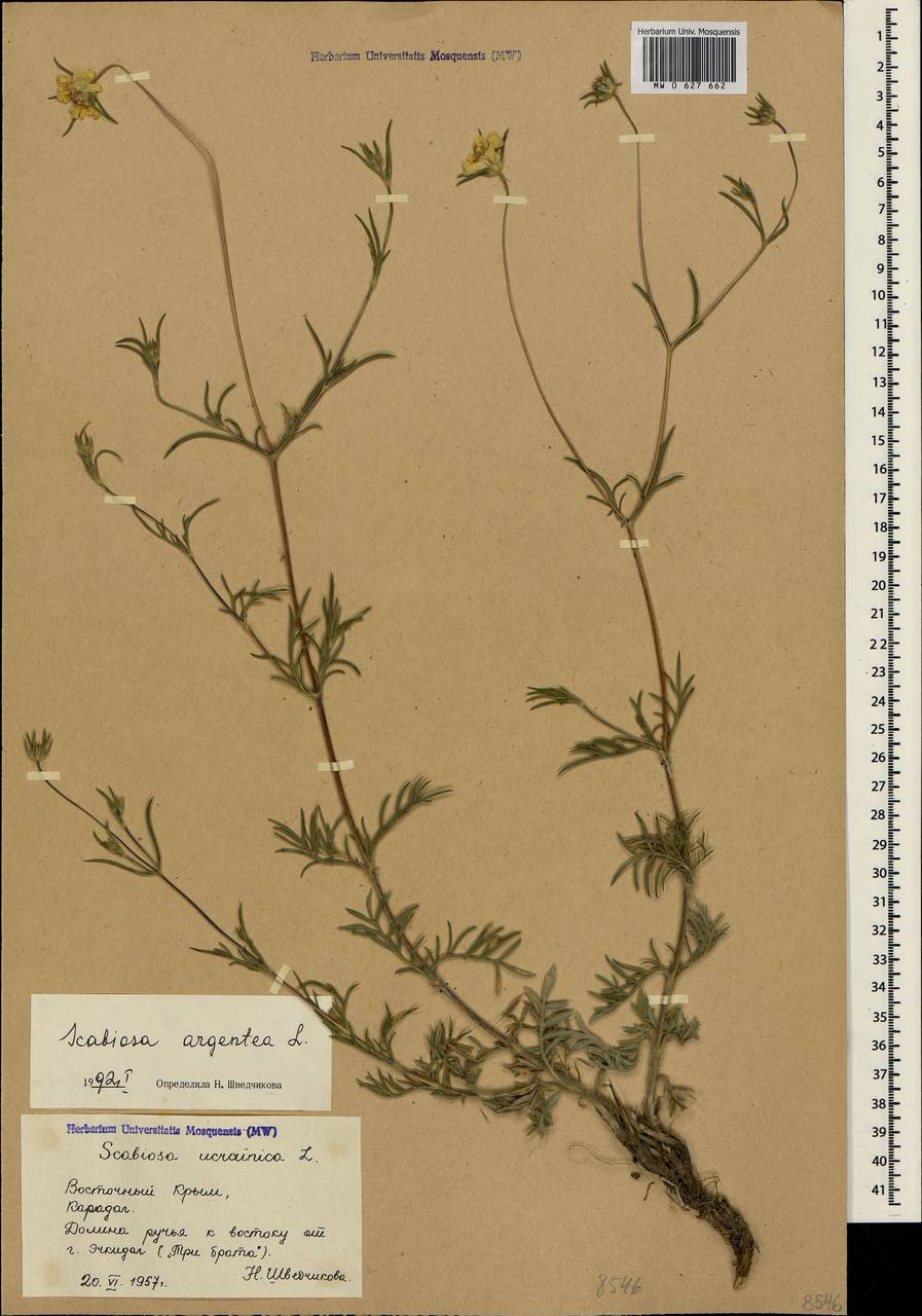 Lomelosia argentea (L.) Greuter & Burdet, Crimea (KRYM) (Russia)