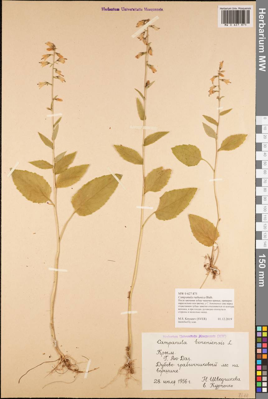 Campanula bononiensis L., Crimea (KRYM) (Russia)