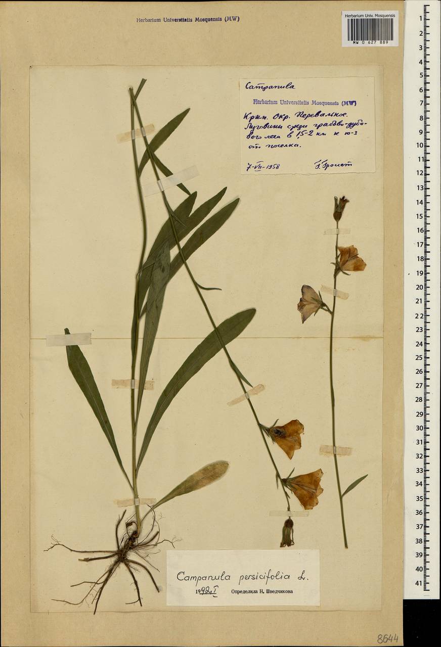 Campanula persicifolia L., Crimea (KRYM) (Russia)