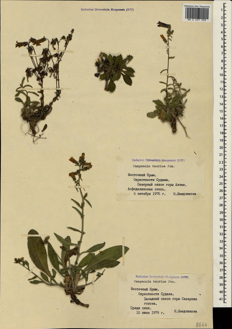Campanula taurica Juz., Crimea (KRYM) (Russia)