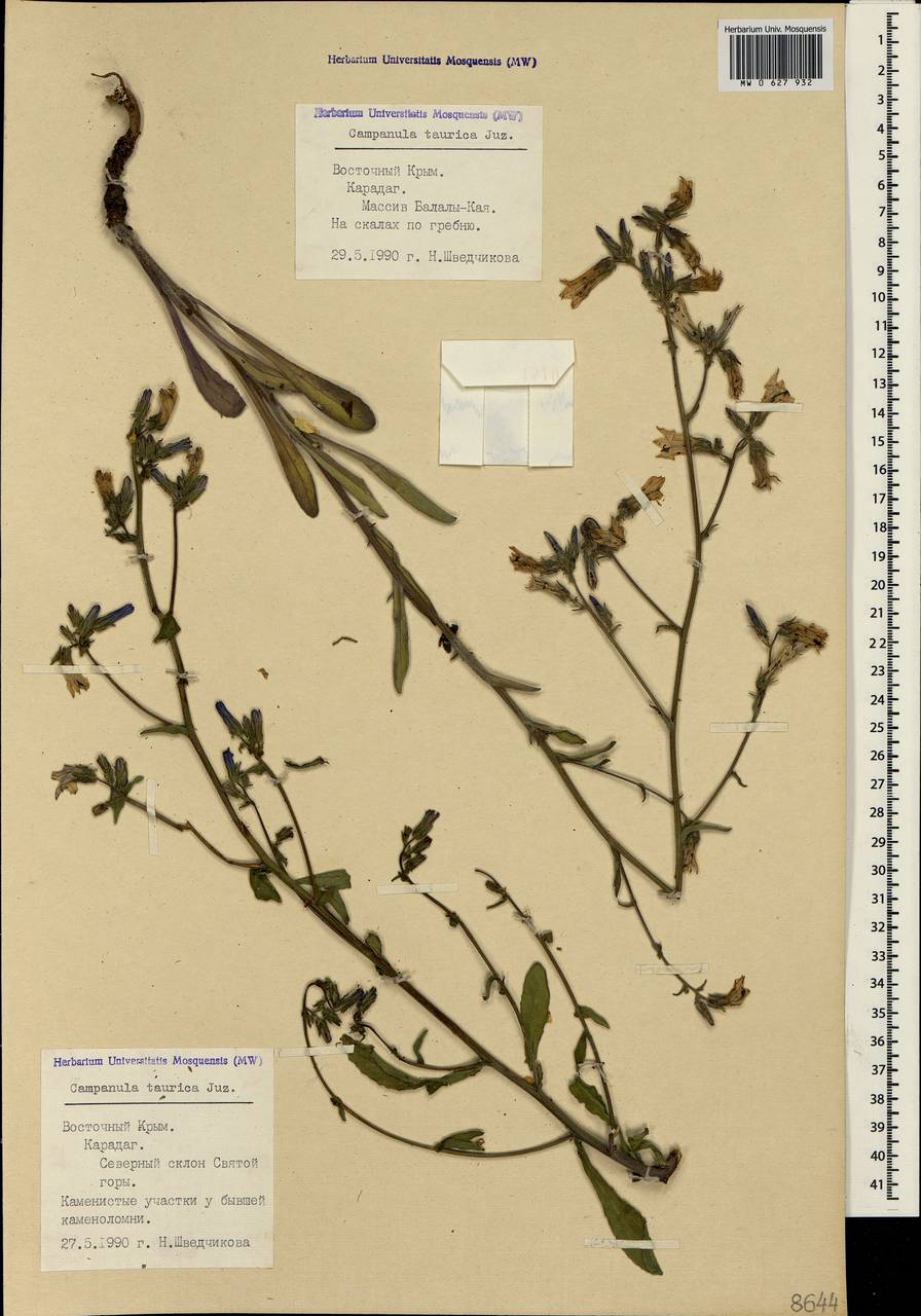 Campanula sibirica subsp. taurica (Juz.) Fed., Crimea (KRYM) (Russia)