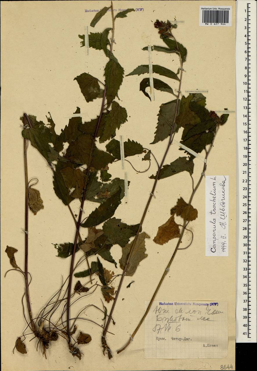 Campanula trachelium L., Crimea (KRYM) (Russia)
