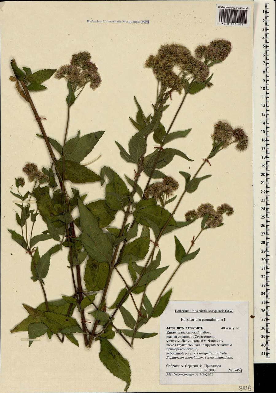 Eupatorium cannabinum L., Crimea (KRYM) (Russia)
