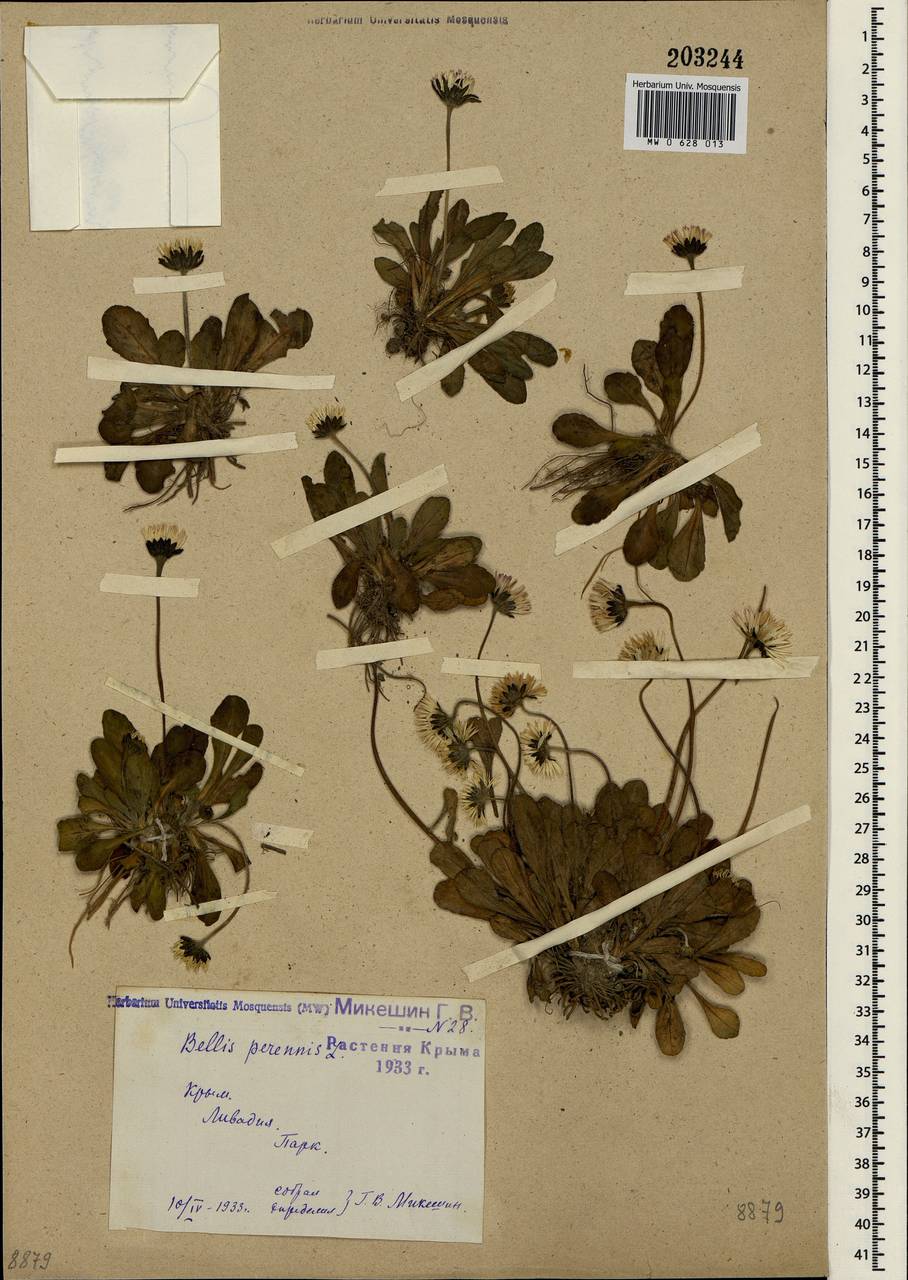 Bellis perennis L., Crimea (KRYM) (Russia)