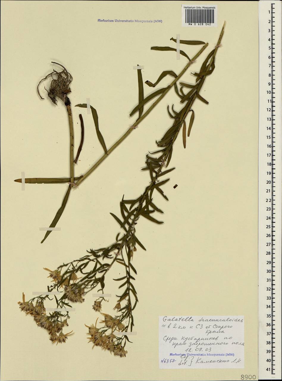 Galatella sedifolia subsp. dracunculoides (Lam.) Greuter, Crimea (KRYM) (Russia)