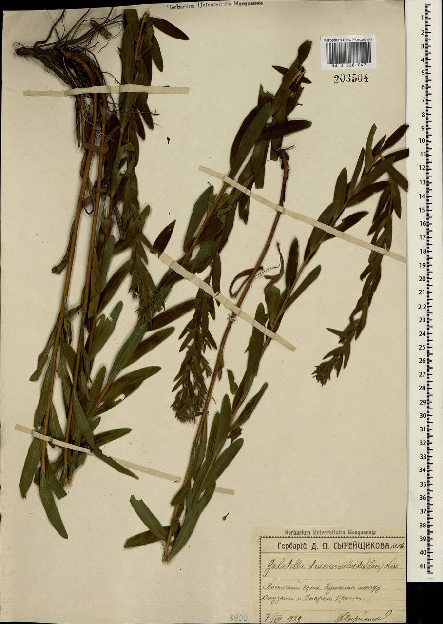 Galatella sedifolia subsp. dracunculoides (Lam.) Greuter, Crimea (KRYM) (Russia)