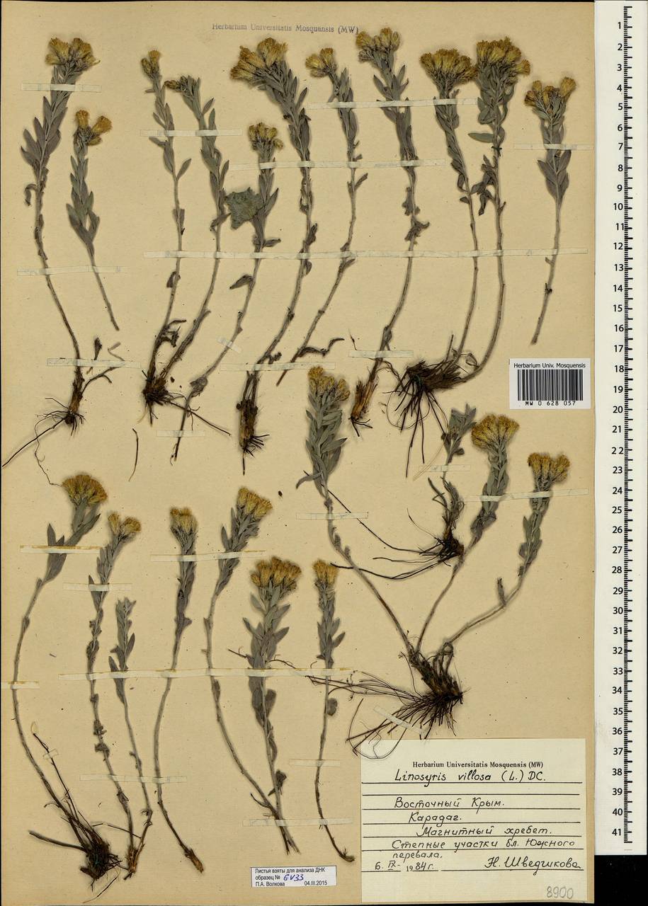 Galatella villosa (L.) Rchb. fil., Crimea (KRYM) (Russia)