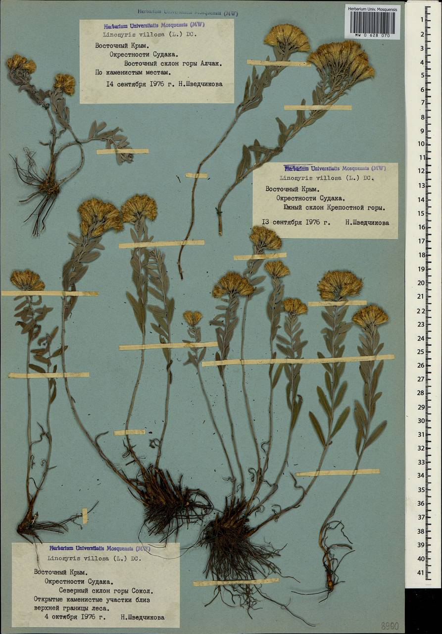 Galatella villosa (L.) Rchb. fil., Crimea (KRYM) (Russia)