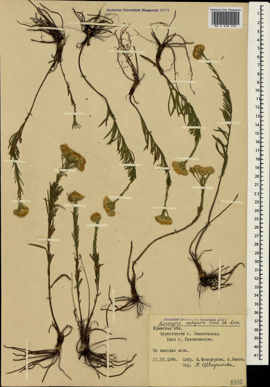 Galatella linosyris (L.) Rchb. fil., Crimea (KRYM) (Russia)