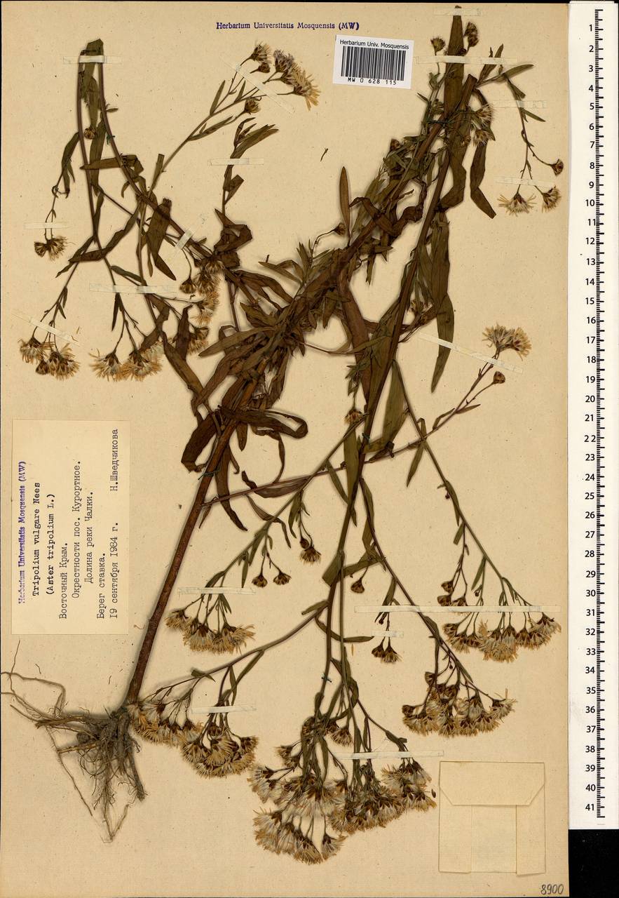 Tripolium pannonicum (Jacq.) Dobrocz., Crimea (KRYM) (Russia)