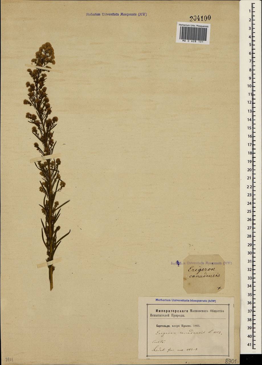 Erigeron canadensis L., Crimea (KRYM) (Russia)
