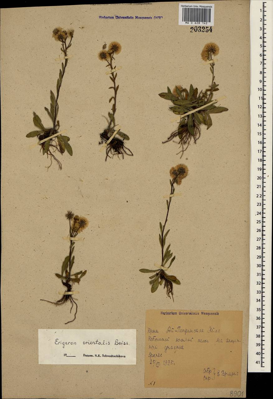 Erigeron acris subsp. acris, Crimea (KRYM) (Russia)