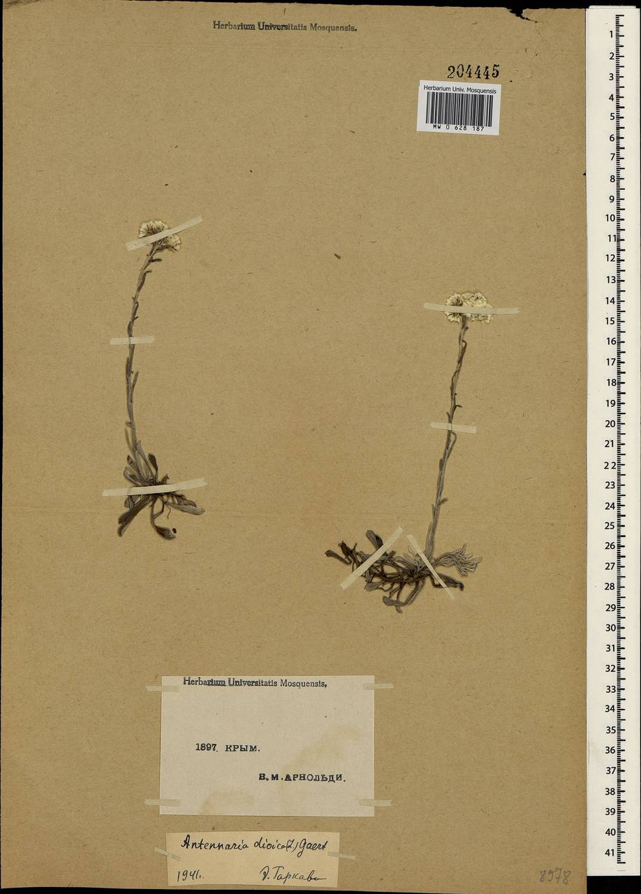 Antennaria dioica (L.) Gaertn., Crimea (KRYM) (Russia)