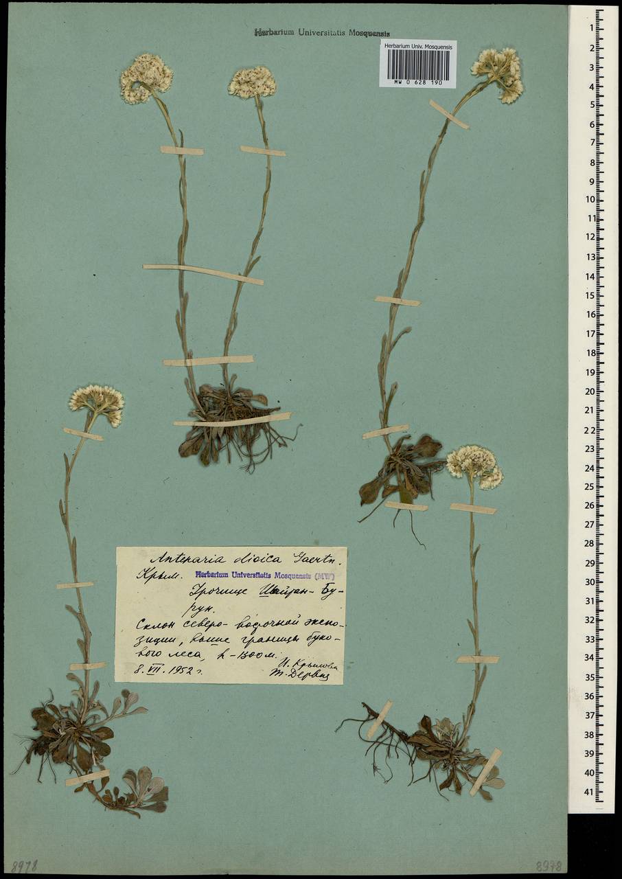 Antennaria dioica (L.) Gaertn., Crimea (KRYM) (Russia)