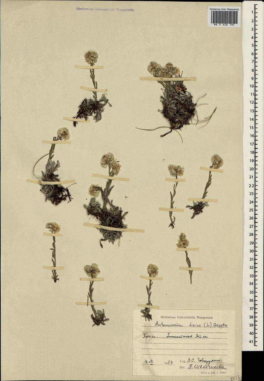 Antennaria dioica (L.) Gaertn., Crimea (KRYM) (Russia)