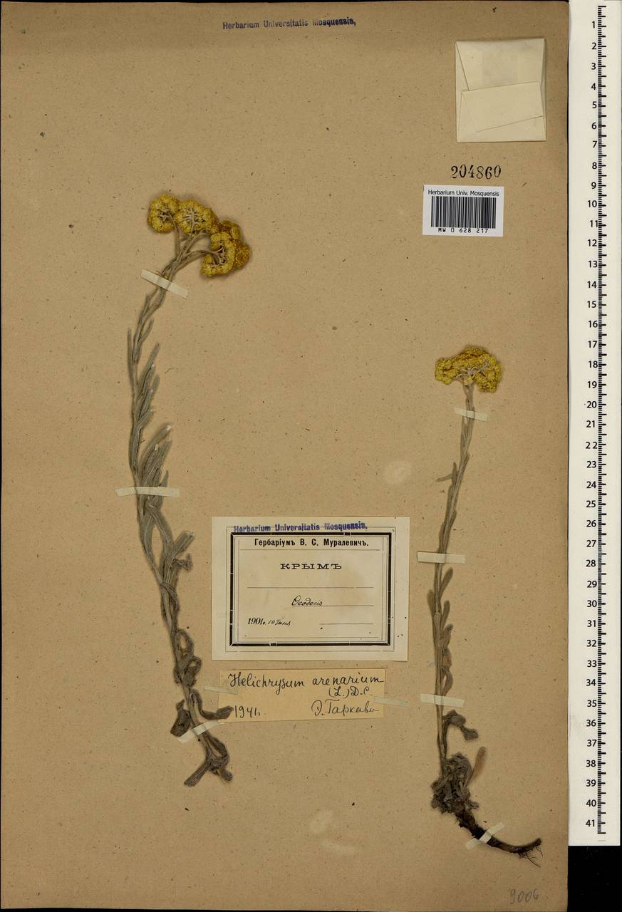 Helichrysum arenarium (L.) Moench, Crimea (KRYM) (Russia)