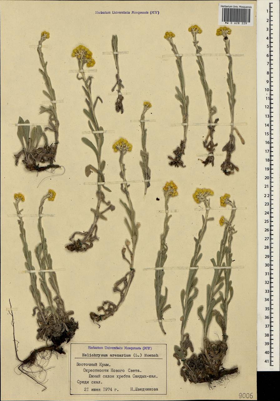 Helichrysum arenarium (L.) Moench, Crimea (KRYM) (Russia)
