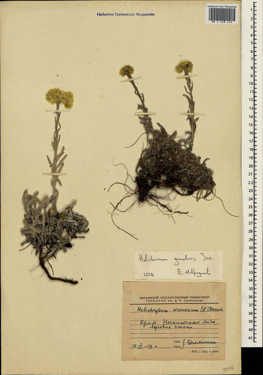 Helichrysum graveolens (M. Bieb.) Sw., Crimea (KRYM) (Russia)