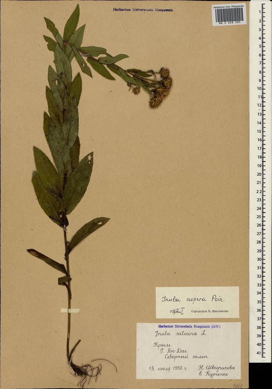 Pentanema salicinum subsp. asperum (Poir.) Mosyakin, Crimea (KRYM) (Russia)
