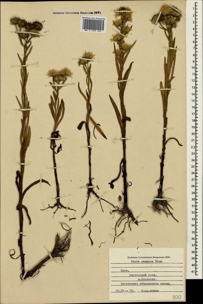 Pentanema caspicum (F. K. Blum ex Ledeb.) G. V. Boiko, Korniy. & Mosyakin, Crimea (KRYM) (Russia)