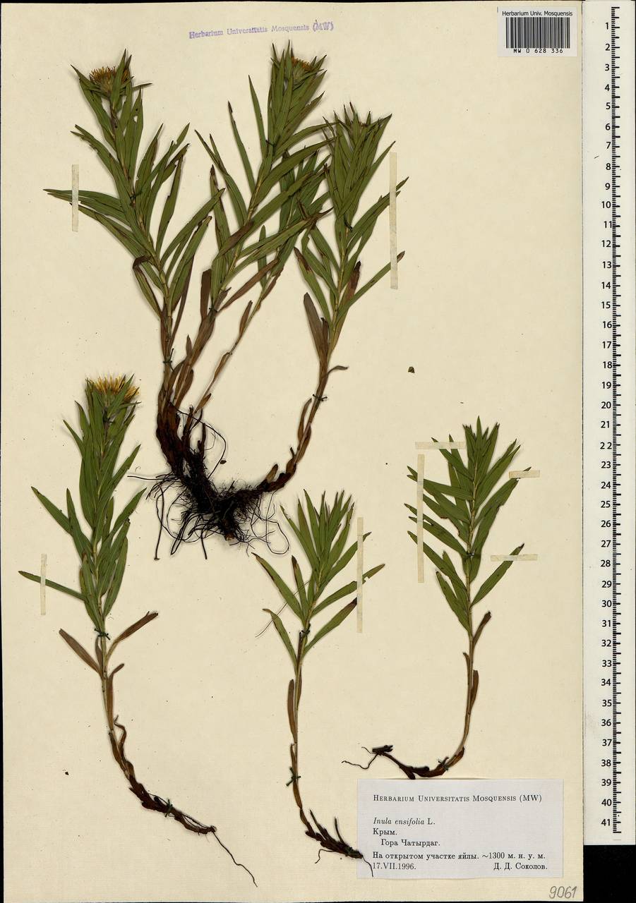 Pentanema ensifolium (L.) D. Gut. Larr., Santos-Vicente, Anderb., E. Rico & M. M. Mart. Ort., Crimea (KRYM) (Russia)