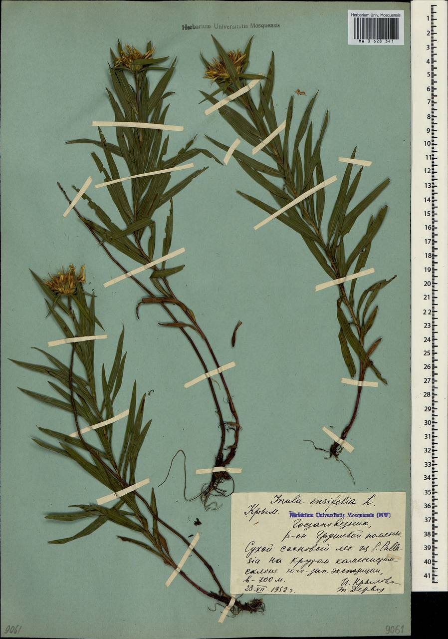 Pentanema ensifolium (L.) D. Gut. Larr., Santos-Vicente, Anderb., E. Rico & M. M. Mart. Ort., Crimea (KRYM) (Russia)