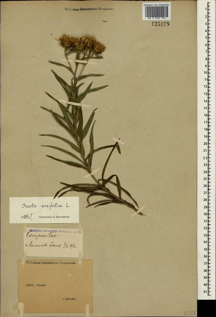 Pentanema ensifolium (L.) D. Gut. Larr., Santos-Vicente, Anderb., E. Rico & M. M. Mart. Ort., Crimea (KRYM) (Russia)