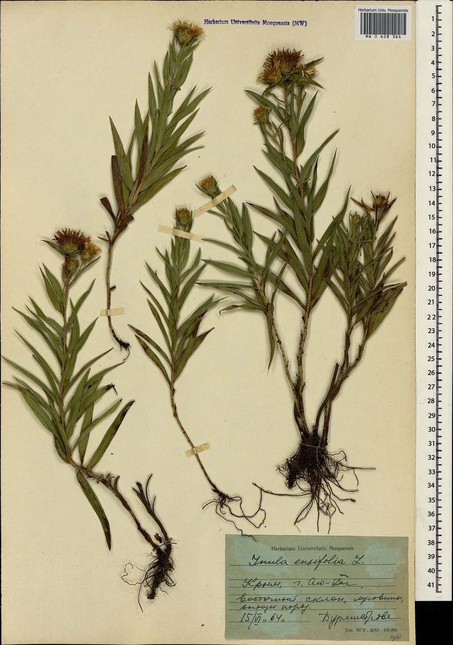 Pentanema ensifolium (L.) D. Gut. Larr., Santos-Vicente, Anderb., E. Rico & M. M. Mart. Ort., Crimea (KRYM) (Russia)