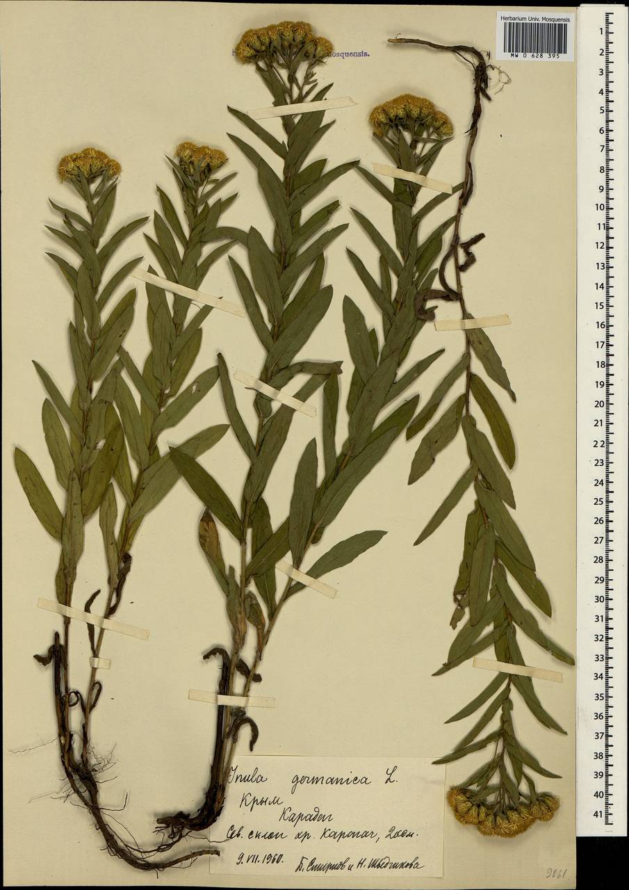 Pentanema germanicum (L.) D. Gut. Larr., Santos-Vicente, Anderb., E. Rico & M. M. Mart. Ort., Crimea (KRYM) (Russia)