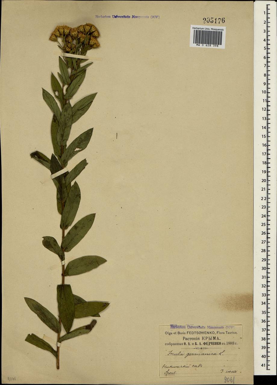 Pentanema germanicum (L.) D. Gut. Larr., Santos-Vicente, Anderb., E. Rico & M. M. Mart. Ort., Crimea (KRYM) (Russia)