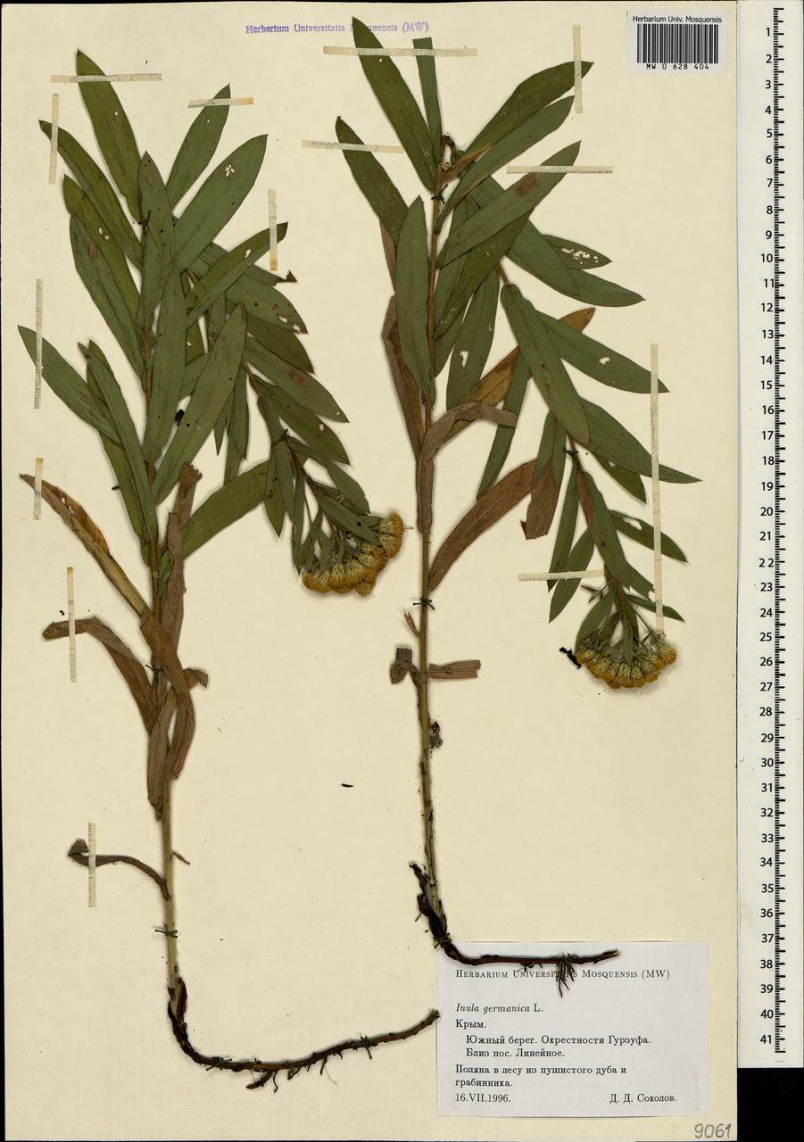 Pentanema germanicum (L.) D. Gut. Larr., Santos-Vicente, Anderb., E. Rico & M. M. Mart. Ort., Crimea (KRYM) (Russia)