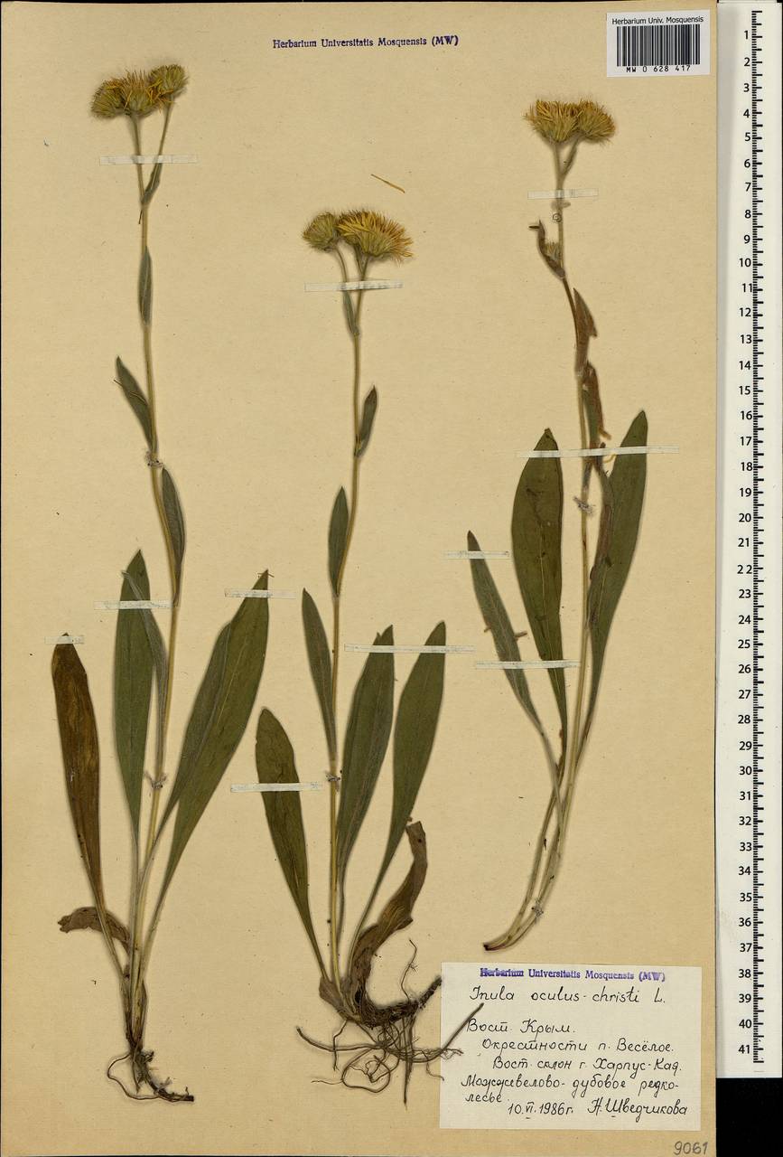 Pentanema oculus-christi (L.) D. Gut. Larr., Santos-Vicente, Anderb., E. Rico & M. M. Mart. Ort., Crimea (KRYM) (Russia)
