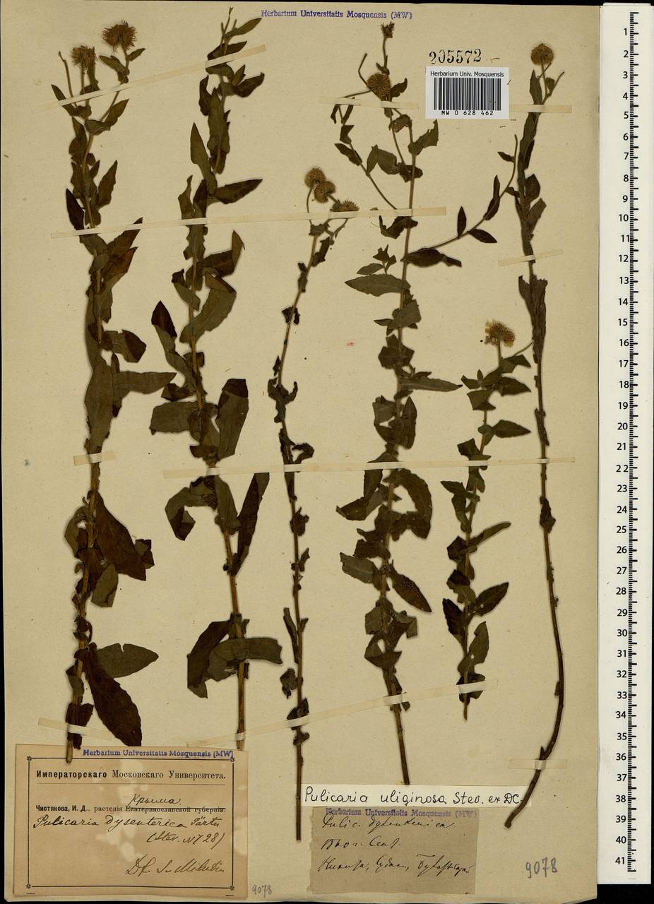 Pulicaria dysenterica (L.) Bernh., Crimea (KRYM) (Russia)