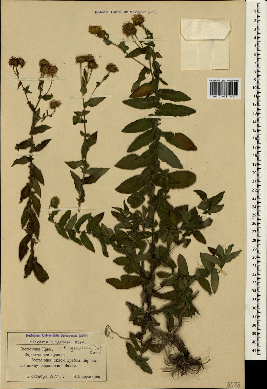 Pulicaria dysenterica (L.) Bernh., Crimea (KRYM) (Russia)