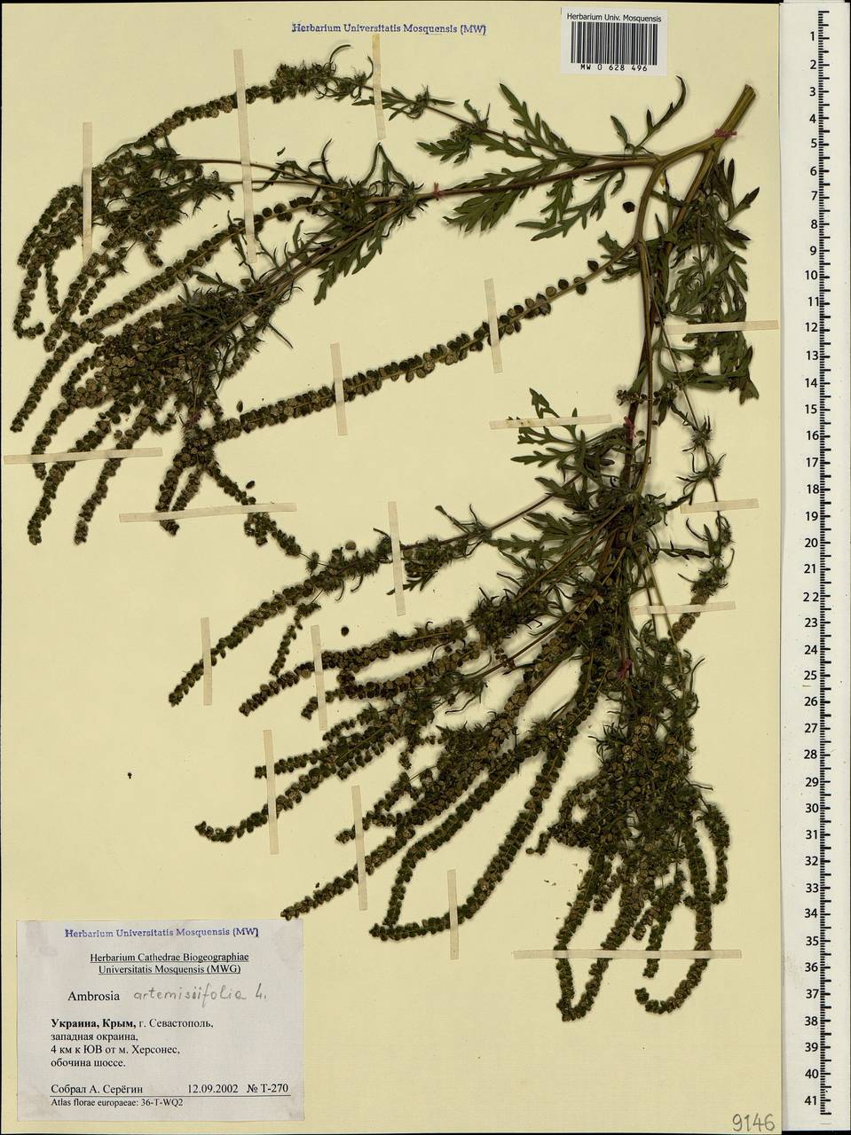 Ambrosia artemisiifolia L., Crimea (KRYM) (Russia)