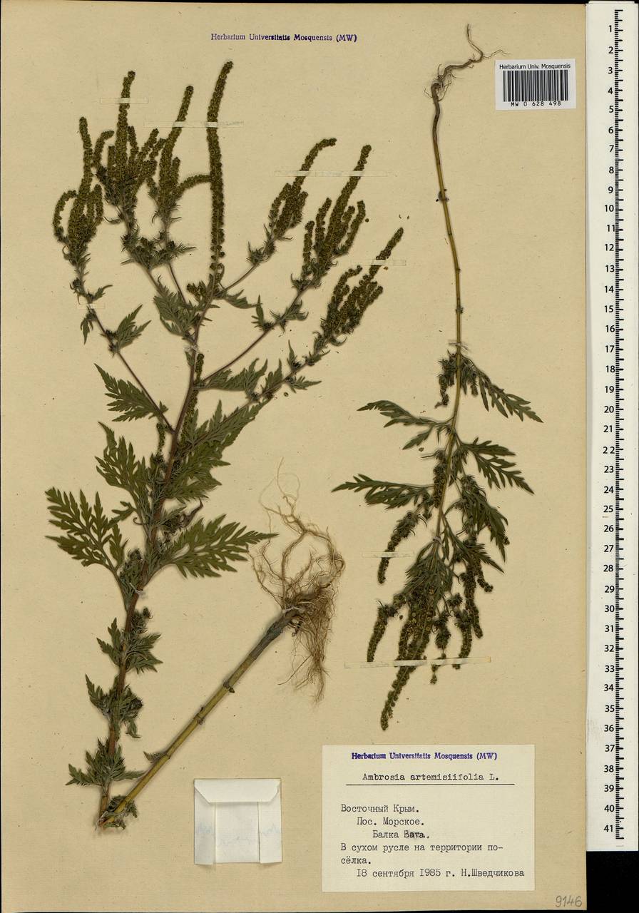 Ambrosia artemisiifolia L., Crimea (KRYM) (Russia)