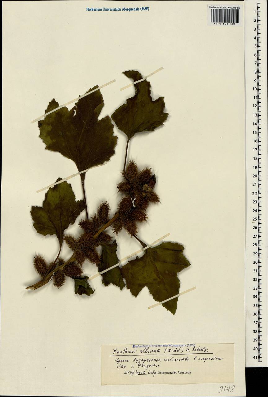 Xanthium orientale var. albinum (Widd.) Adema & M. T. Jansen, Crimea (KRYM) (Russia)